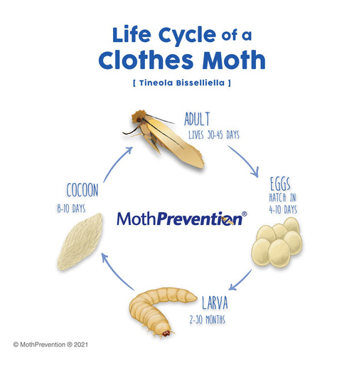 Identifying moths: clothes moths vs. pantry moths - Plantura