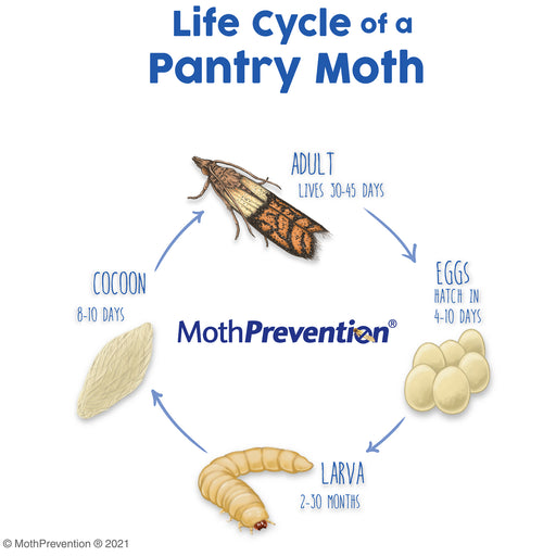 the life cycle of a Pantry Moth