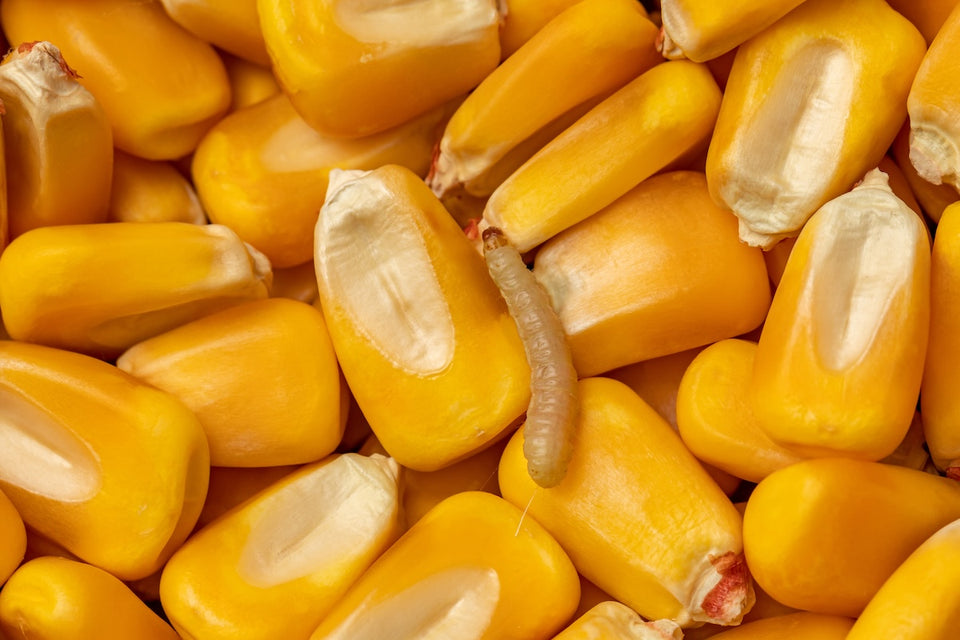 a close up of an Indian Meal Moth Larva feeding on corn kernels