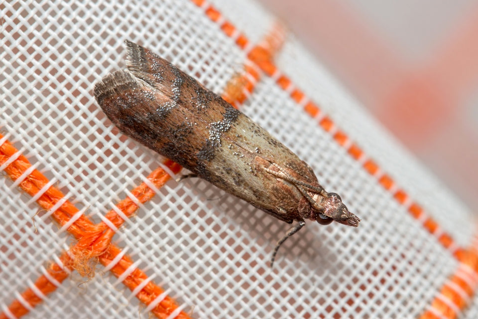 a close up of a Pantry Moth as known as an Indian Meal Moth