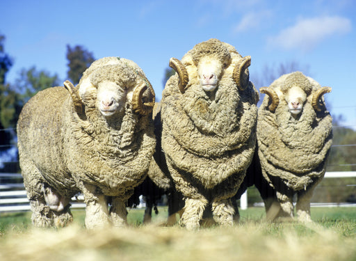 merino wool rams