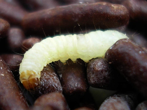 Mating Pantry Moths - Plodia interpunctella 