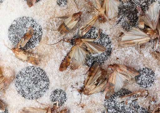 Indian Meal Moths stuck on a glue board