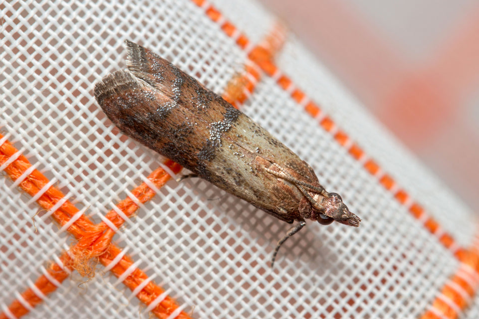 Indian meal moth also known as Plodia interpunctella