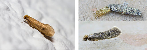 The Webbing Clothes Moth (Tineola Bisselliella) and Case-bearing Clothes Moth (Tinea Pellionella)