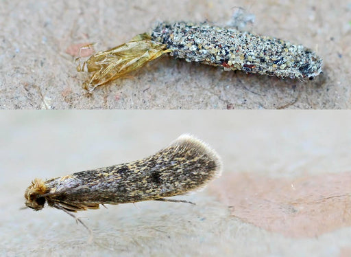 The pupa and the adult Case-Bearing Moth Tinea Pellionella
