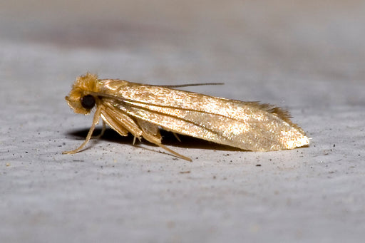 The Webbing Clothes Moth - A Homeowners Guide