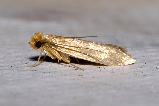 How to Get Rid of Closet Moths Naturally