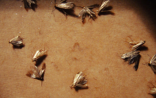The Moth Life Cycle of Common Clothes and Carpet Moths