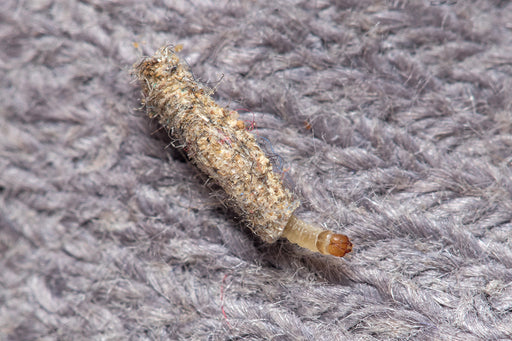 a Case Bearing Carpet Moth Larva