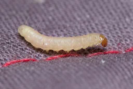 a Clothes Moth Larva