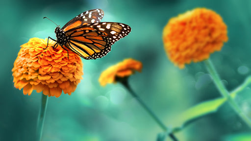 a Monarch butterfly sitting on bright orange flowers