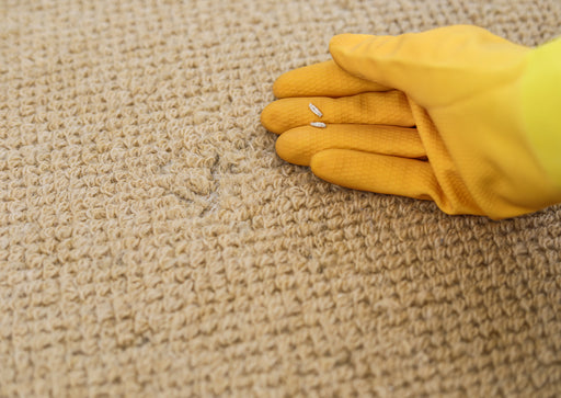 a close up of Carpet Moth Larvae casings next to a threadbare patch of carpet