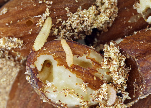 a close up of Pantry Moth Larvae eating dried food