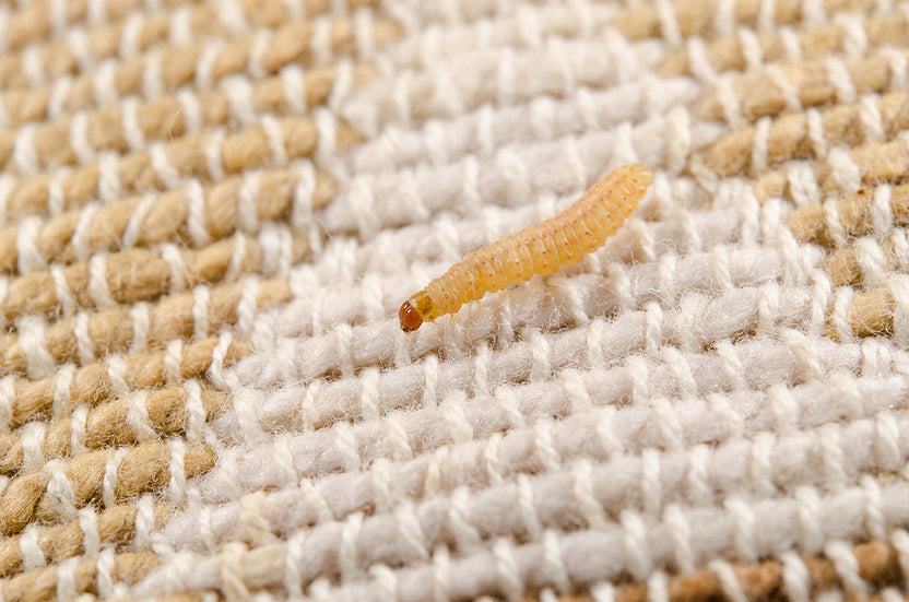 What Are Carpet Worms and How to Get Rid of Them?