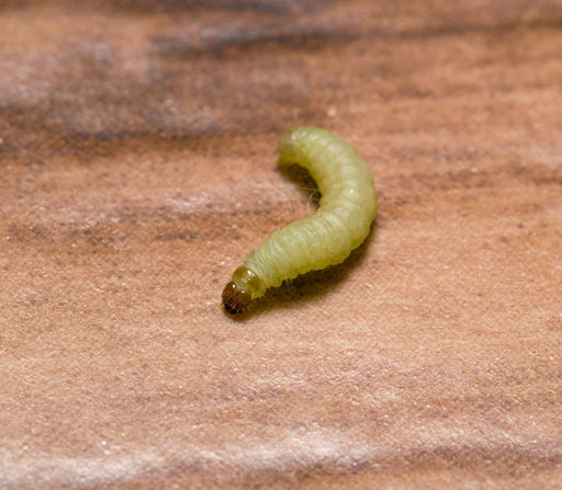 a close up of a Clothes Moth Larva