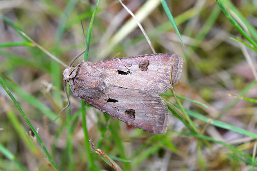 a close up of a Miller Moth
