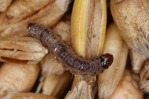 a close up of a Pantry Moth Larva on grains