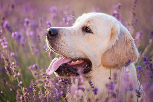 a close up of a labrador dog in a field of lavender