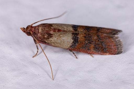 a close up of an Indian Meal Moth