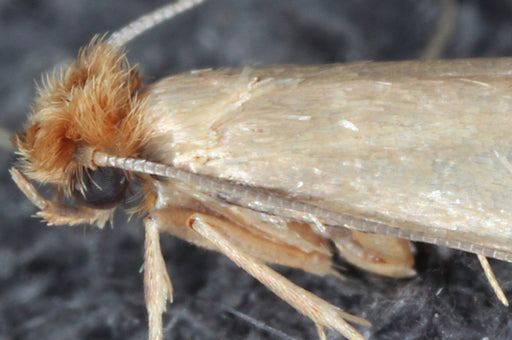 a close up of the scaly wings on a Clothes Moth