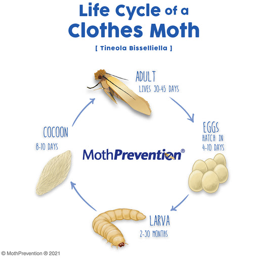 a diagram of the Life Cycle of the Clothes Moth