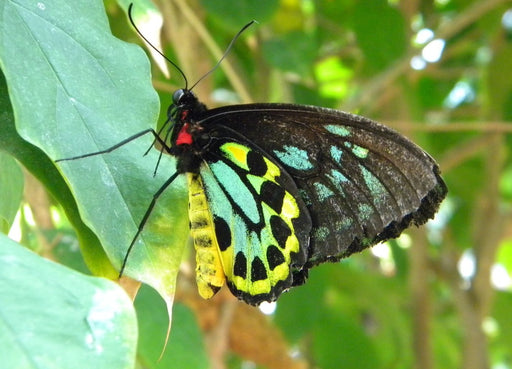 a stunning butterfly close up with wing colors of yellow, black and green