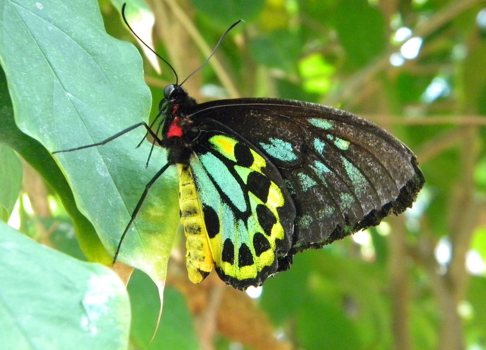 a stunning butterfly close up with wing colors of yellow, black and green