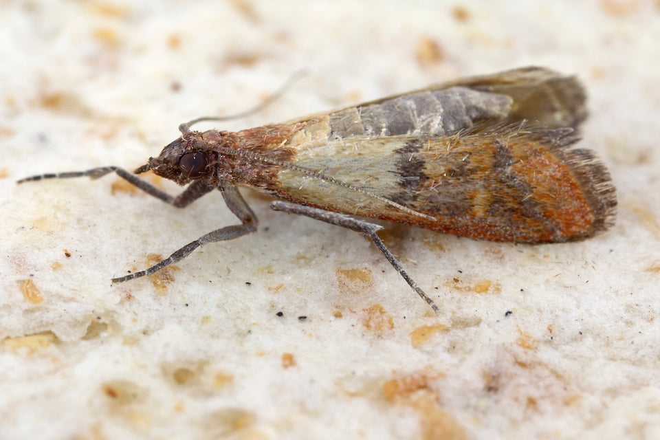 a close up of an Indian Meal Moth - Plodia interpunctella