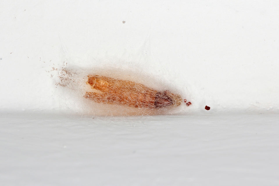Moth Larvae On Your Kitchen Ceiling Here s What To Do moth-larvae-on-your-kitchen-ceiling-here-s-what-to-do