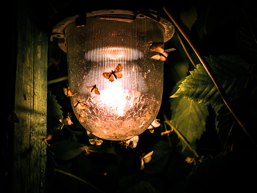an outdoor lamp shining brightly at night and covered in moths