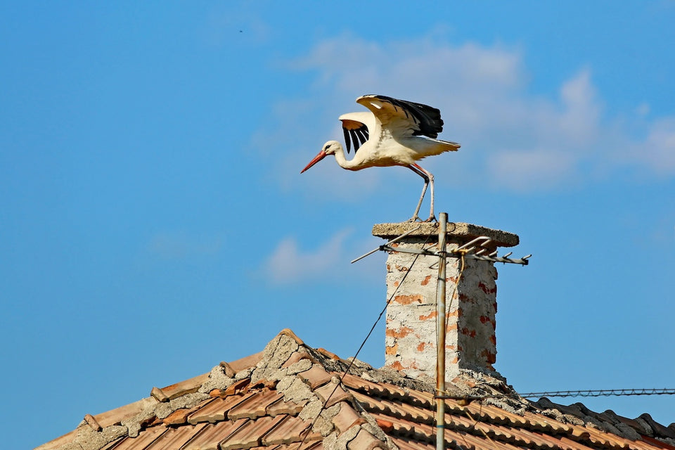 a stork on top of a chimney