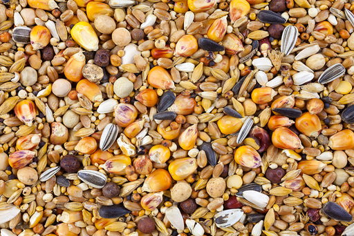 a close of up of bird food comprising of different seeds and grains