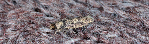 carpet moth in carpet weave