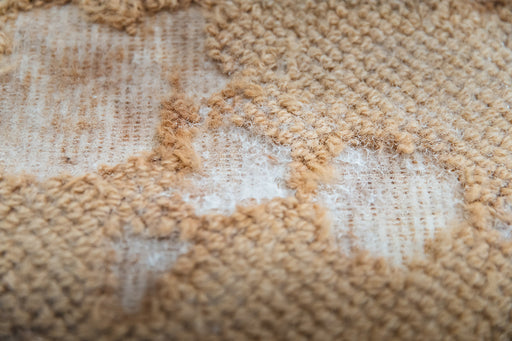 carpet showing damage from Carpet Moth Larvae