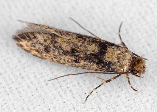 Clothes moths: 5 tips and tricks for getting rid of case-bearing