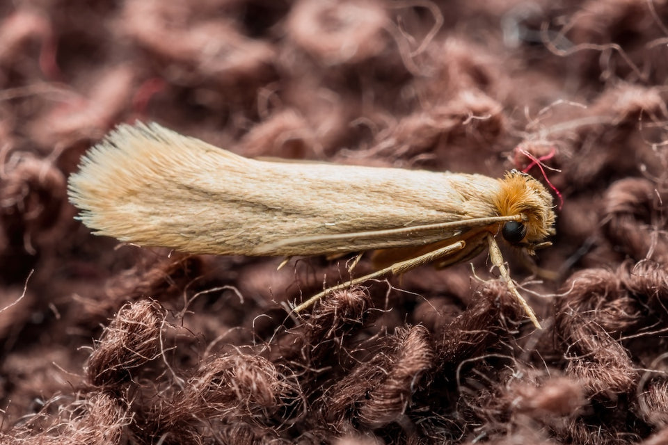 a close up of a Clothes Moth