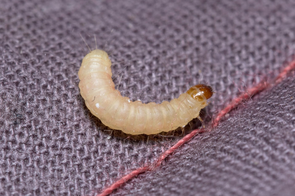 microscopic view of cream-colored Clothes Moth Larvae feeding on natural fibers