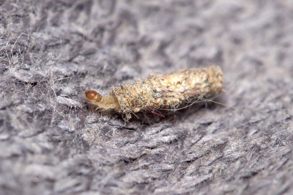 a close up of a Clothes Moth Larva in its casing