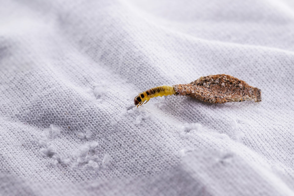 a Clothes Moth Larvae of the Webbing Clothes Moth (Tineola bisselliella) on a piece of woollen fabric