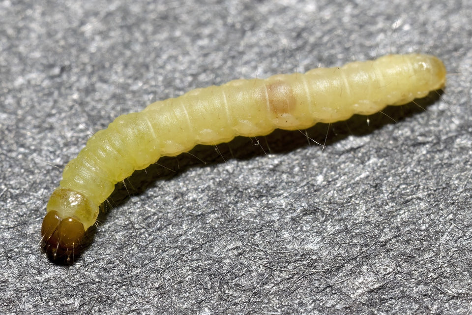 a Clothes Moth Larvae close up on a wool rug