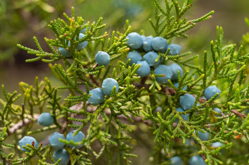 Does Cedar Kill Moths?