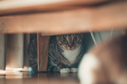 a cat hiding underneath furniture in a dark corner