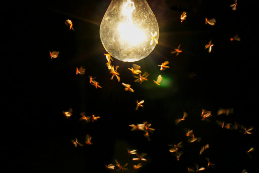 insects flying around a bright light in the dark