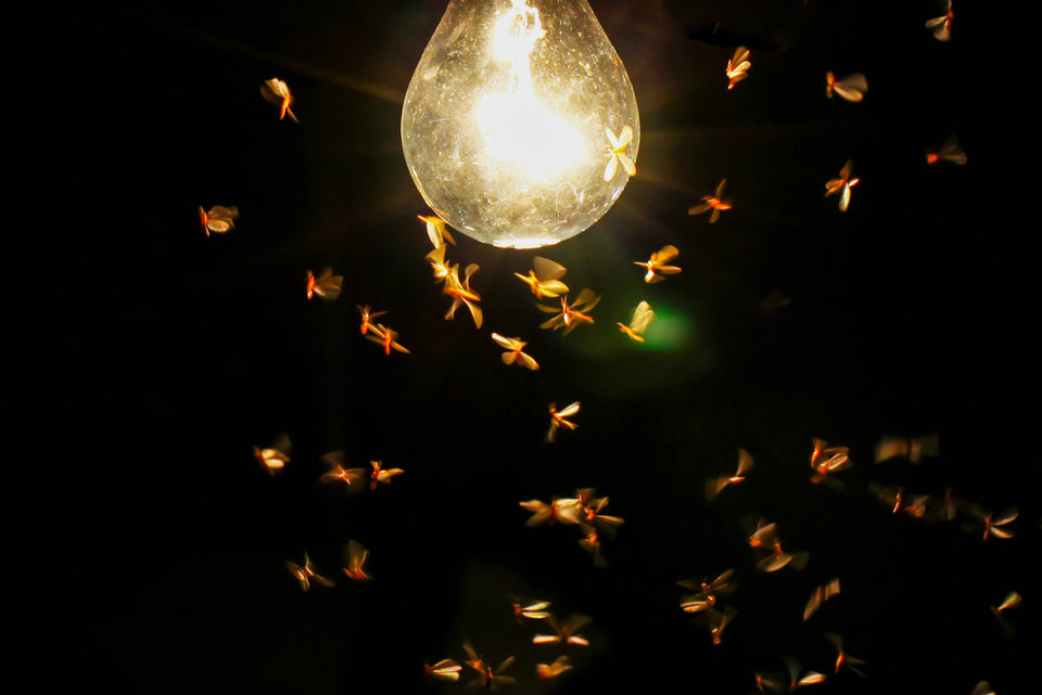 Naghaf Insect Are Moths Attracted to Light and UV Light?