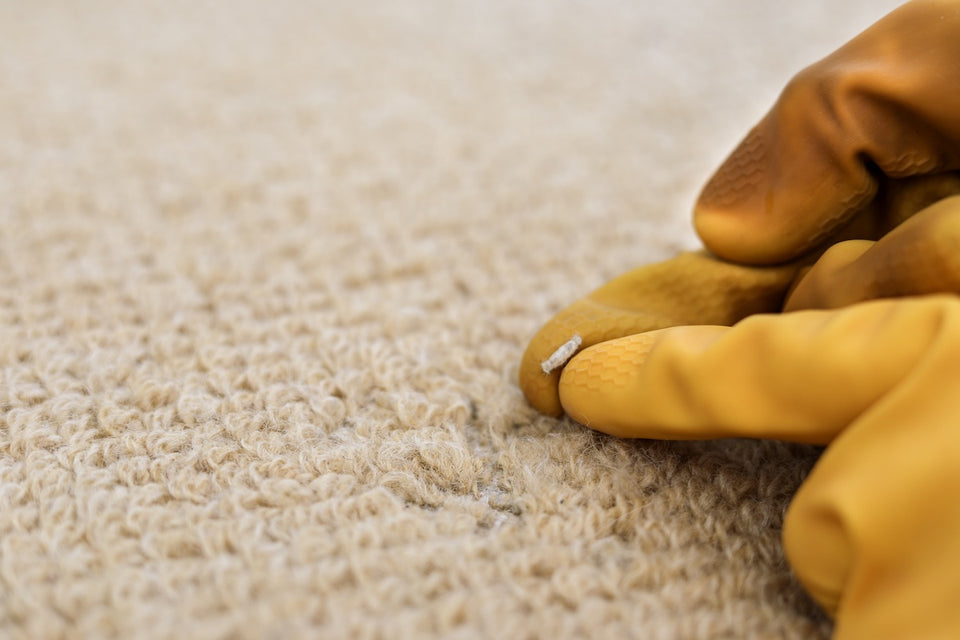 Close-up of thinning fibers on a wool rug caused by Carpet Moth Larvae damage