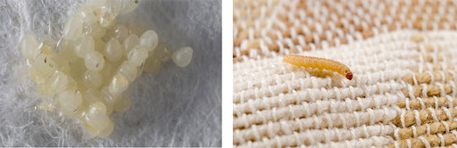 Clothes Moth eggs and Clothes Moth Larva