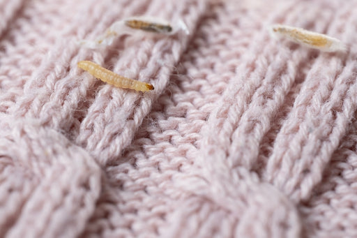 a close up of a Clothes Moth Larva and a Larva in its webbing on woolen fabric