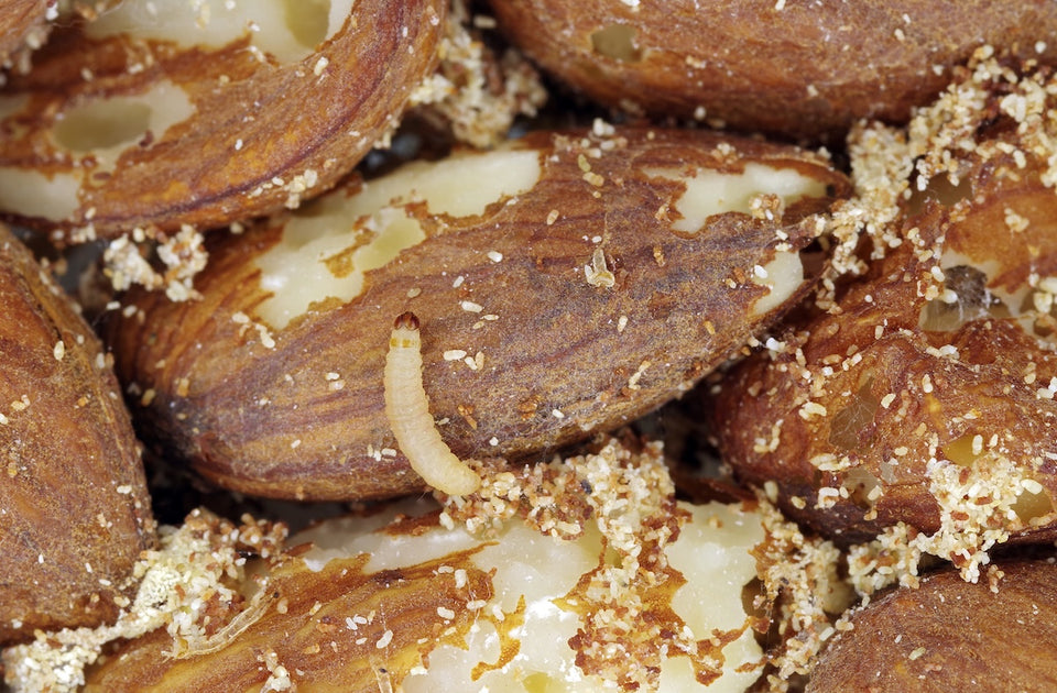 pantry moth larvae feeding on nuts