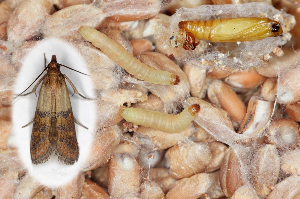 a Pantry Moth next to its larvae and a pupa